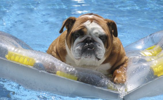 Keep Your Pets Safe Around Your Pool Water