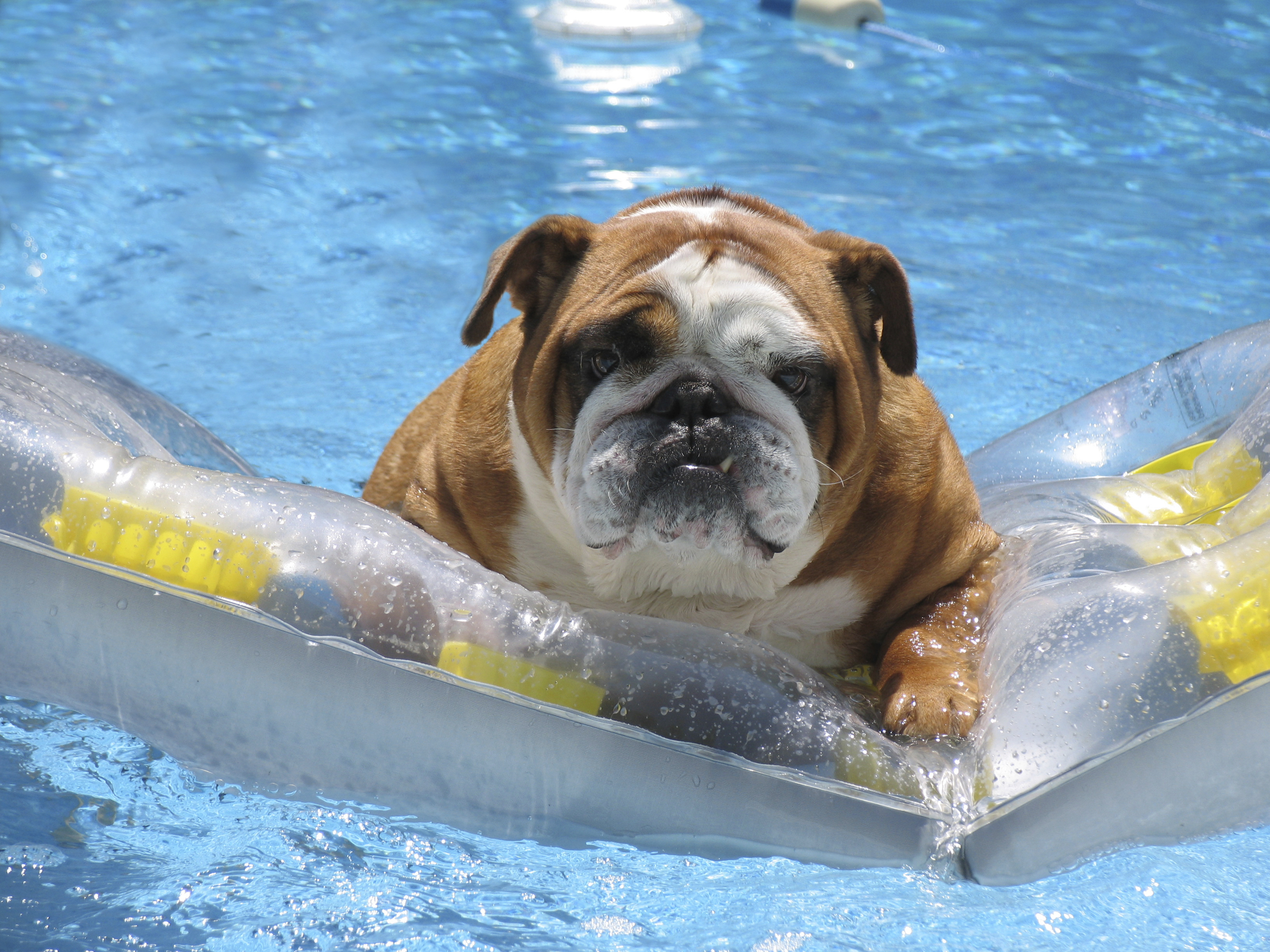 is chlorine pool safe for dogs