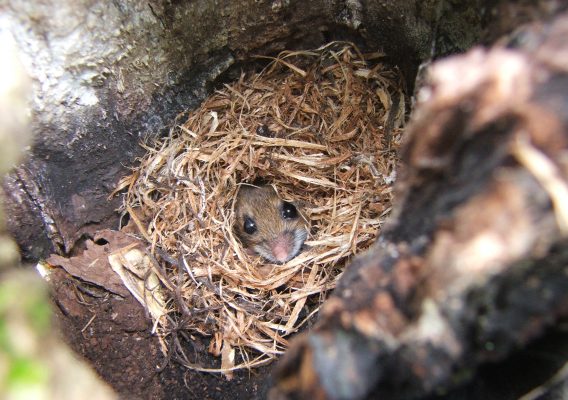 Protecting Your Pool Equipment from Rodents