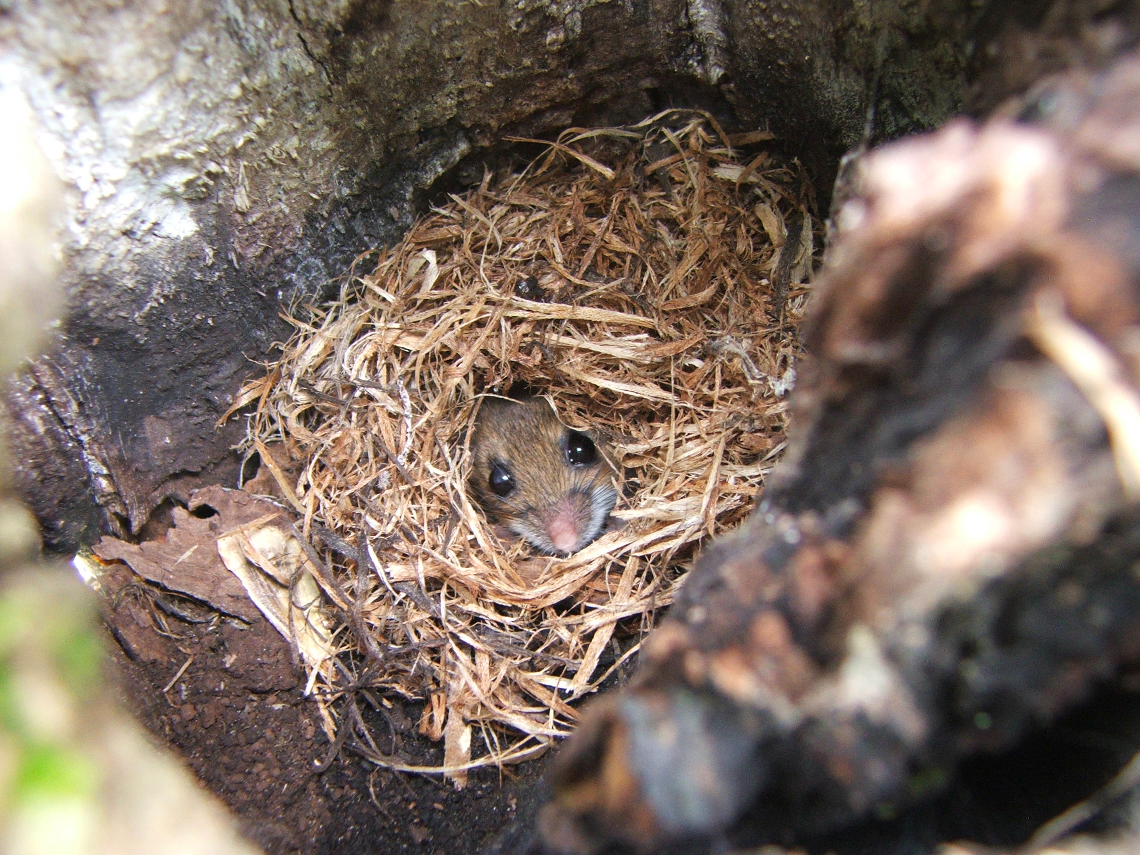 Protecting Your Pool Equipment from Rodents