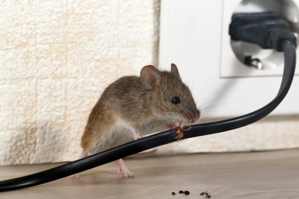 How to Keep Rodents Out of Pool Equipment During the Winter The Swimming Pool Store
