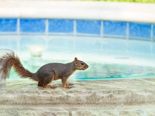 How to Keep Rodents Out of Pool Equipment During the Winter