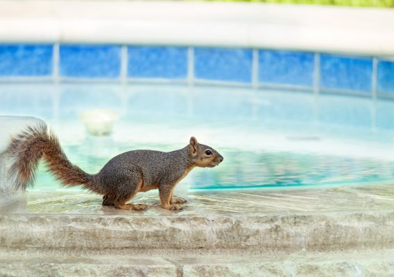 How to Keep Rodents Out of Pool Equipment During the Winter