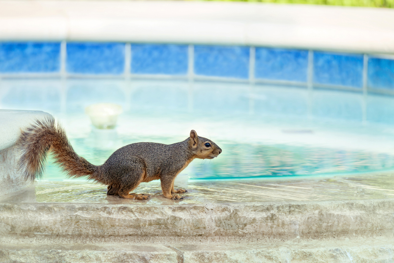 How to Keep Rodents Out of Pool Equipment During the Winter