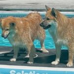 Does Your Dog Swim in Your Pool? Robotic Vacuums are Essential