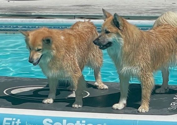 Does Your Dog Swim in Your Pool? Robotic Vacuums are Essential