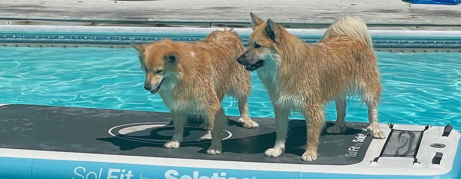 Does Your Dog Swim in Your Pool? Robotic Vacuums are Essential